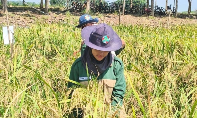 lognews.co.id foto 27 panen kt